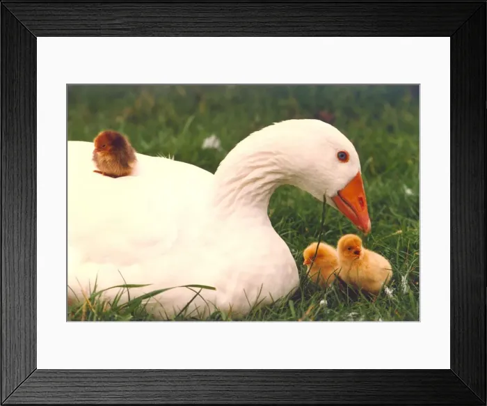 Framed Print : Mother goose with her adopted hen chicks Framed Print : Mother goose with her adopted hen chicks