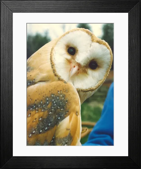 Framed Print : A Barn Owl Framed Print : A Barn Owl