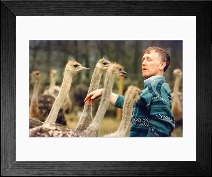 Framed Print : These angry emus want to know when they are going to be fed Framed Print : These angry emus want to know when they are going to be fed