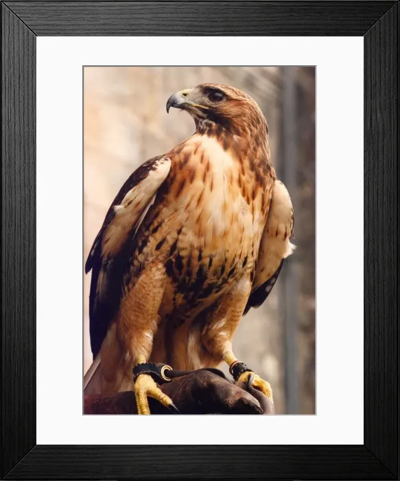 Framed Print : A Red Tailed Hawk bird of prey Framed Print : A Red Tailed Hawk bird of prey