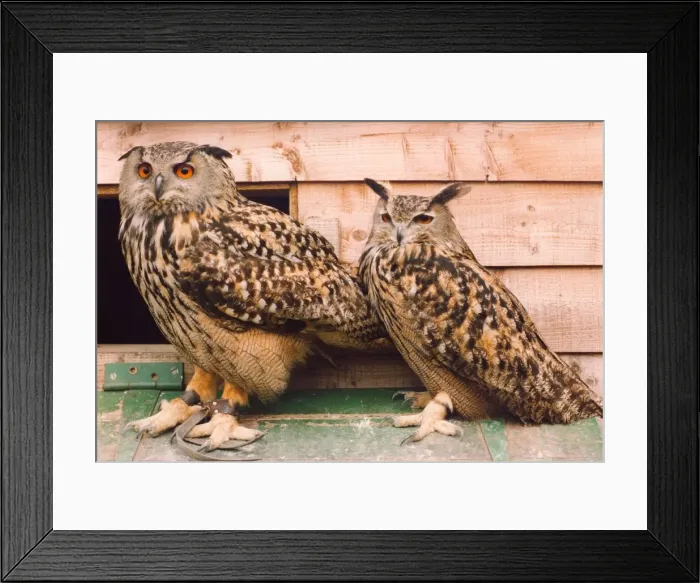 Framed Print : Two Eagle Owls Framed Print : Two Eagle Owls