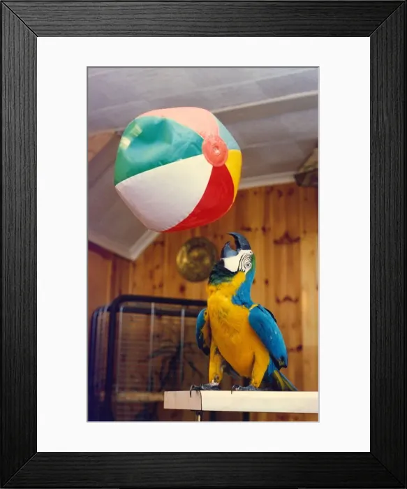 Framed Print : Arnie the footballing Macaw Framed Print : Arnie the footballing Macaw