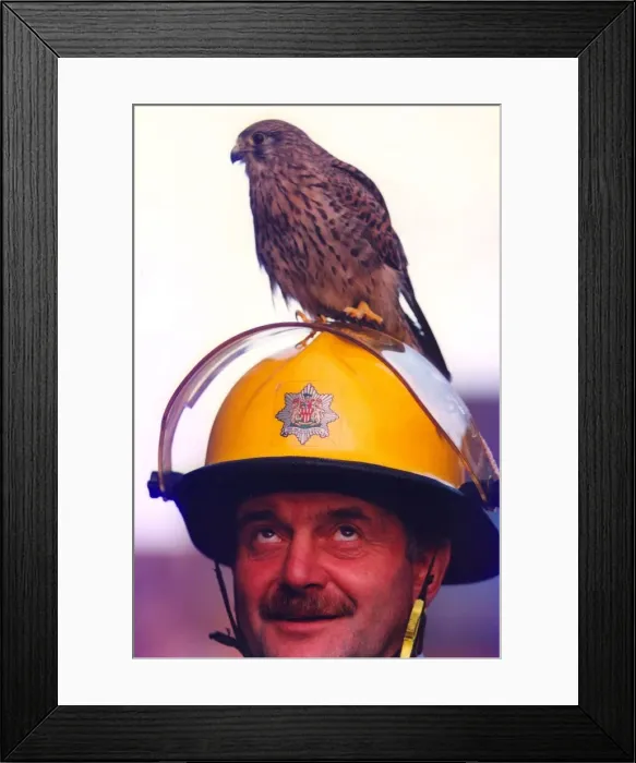 Framed Print : Fireman Martin Sparrow with Kestrel Carly Framed Print : Fireman Martin Sparrow with Kestrel Carly
