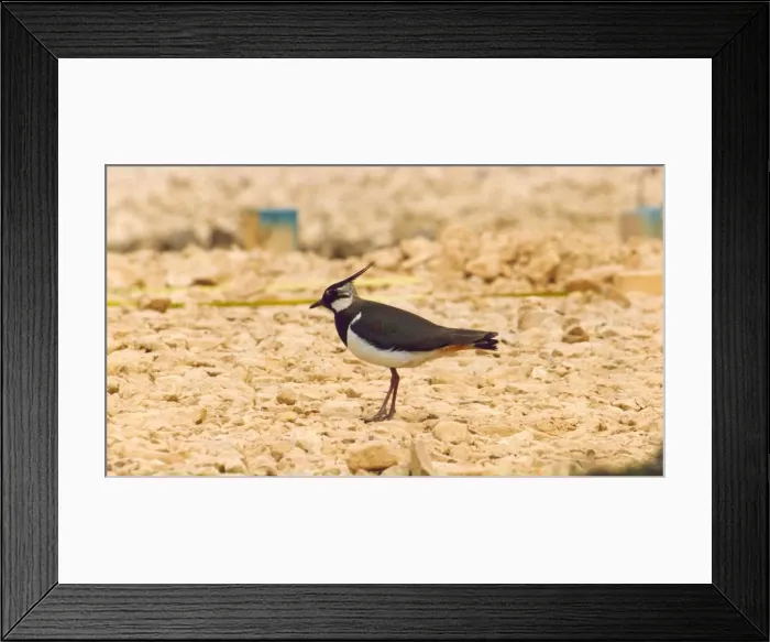 Framed Print : A Lapwing Framed Print : A Lapwing