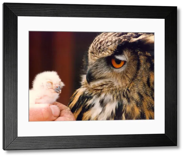 Framed Print : Little and large. An Eagle owl and a new arrival