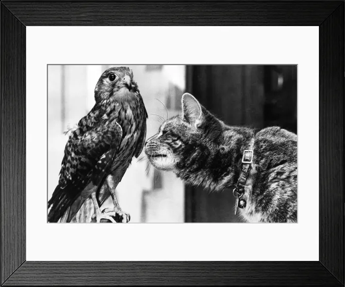 Framed Print : This Kestrel has mada a special friend of this cat Framed Print : This Kestrel has mada a special friend of this cat