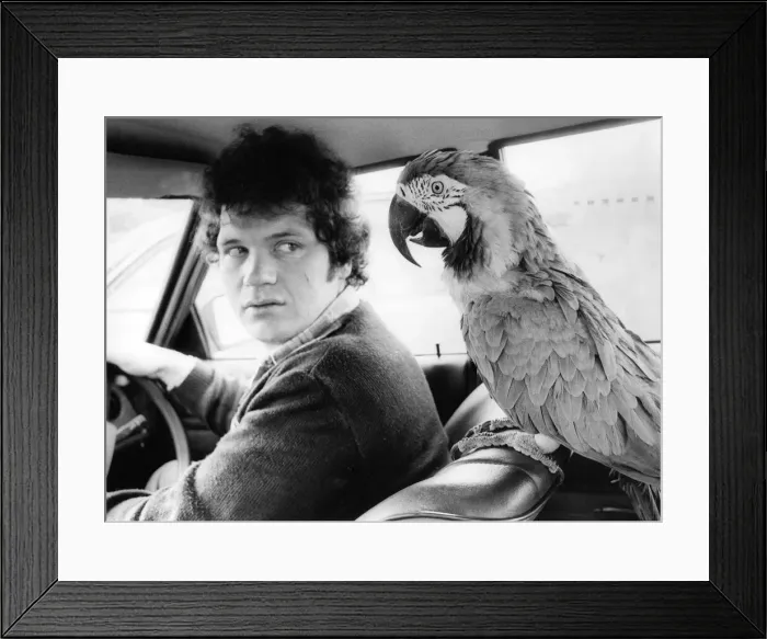 Framed Print : This expensive Macaw has his own chauffeur Framed Print : This expensive Macaw has his own chauffeur
