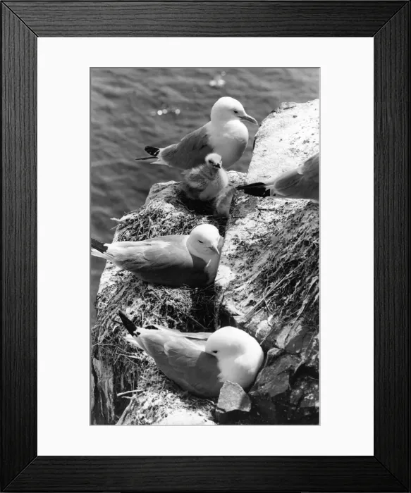 Framed Print : Kittiwakes nesting with their young Framed Print : Kittiwakes nesting with their young