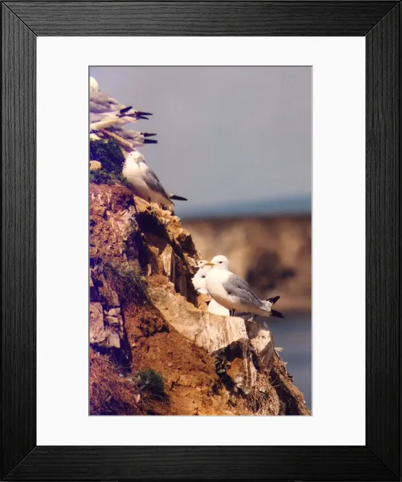 Framed Print : Kittiwakes nesting on the side of the cliff Framed Print : Kittiwakes nesting on the side of the cliff