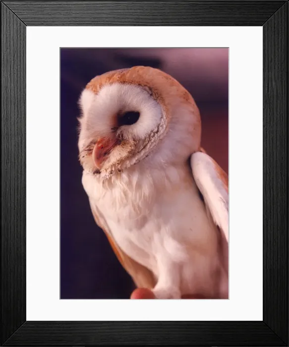 Framed Print : A Barn Owl Framed Print : A Barn Owl