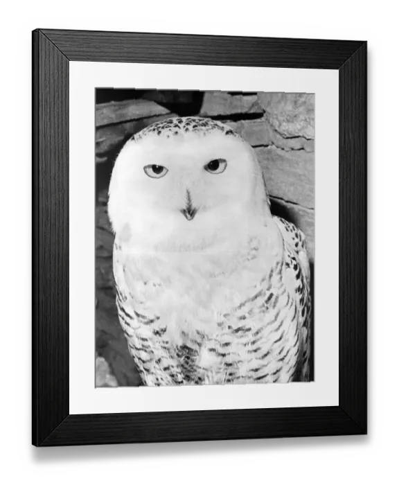 Framed Print : A Snowy Owl Framed Print : A Snowy Owl
