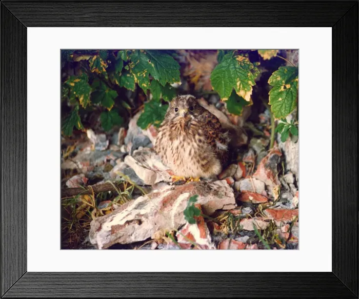 Framed Print : A Kestrel chick in a secret location in Durham Framed Print : A Kestrel chick in a secret location in Durham