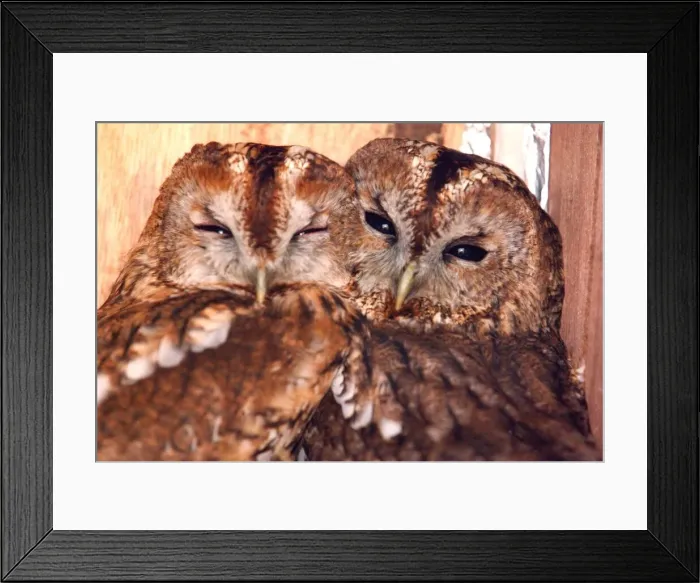 Framed Print : These two owls like to cuddle up together Framed Print : These two owls like to cuddle up together