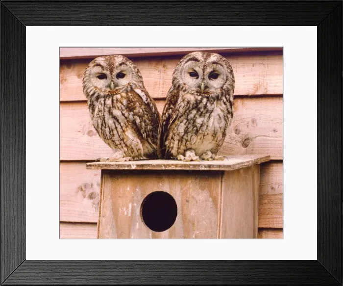 Framed Print : These juvenile owls like each others company Framed Print : These juvenile owls like each others company