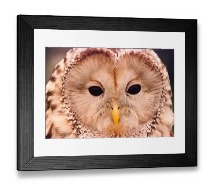 Framed Print : An Ural Owl