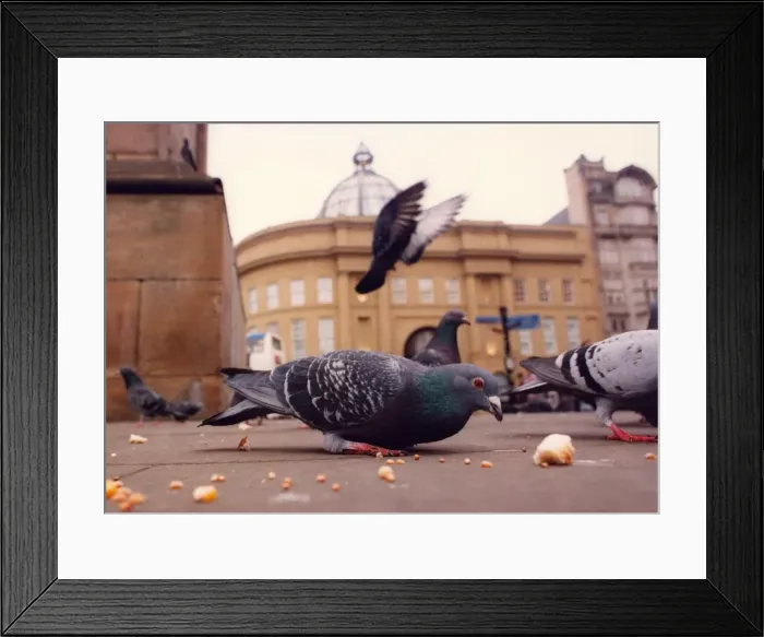 Framed Print : A flock of Pigeons feeding Framed Print : A flock of Pigeons feeding