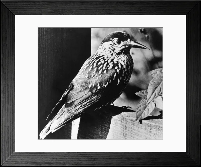 Framed Print : A rare Nutcracker, a large bird, with dark brown, white flecked plumage Framed Print : A rare Nutcracker, a large bird, with dark brown, white flecked plumage