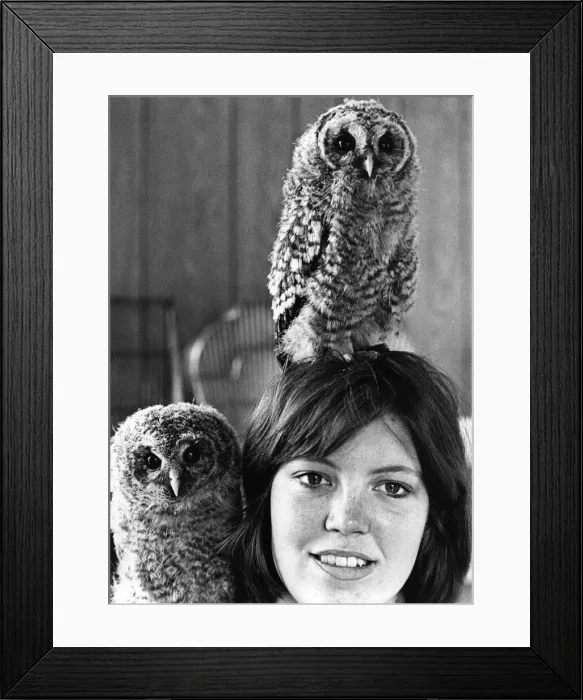 Framed Print : These orphaned baby Tawny Owls have decided to use their rescuer as their perch Framed Print : These orphaned baby Tawny Owls have decided to use their rescuer as their perch