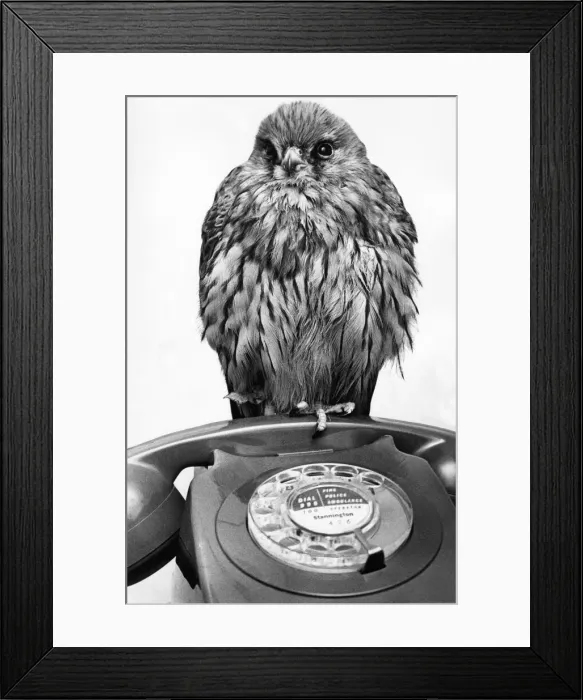 Framed Print : This Kesterl would like to call home