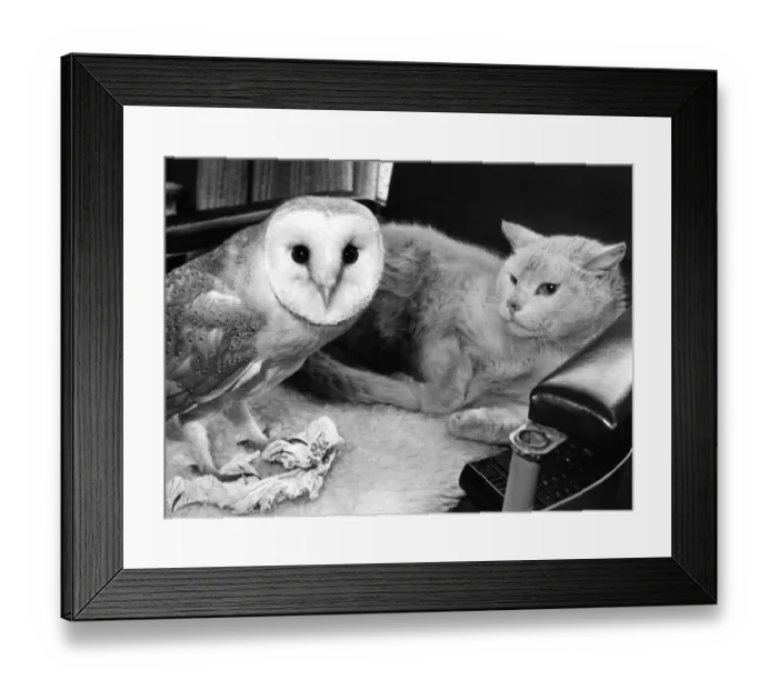 Framed Print : Spotty the Barn Owl has a new frield in Mischief the cat