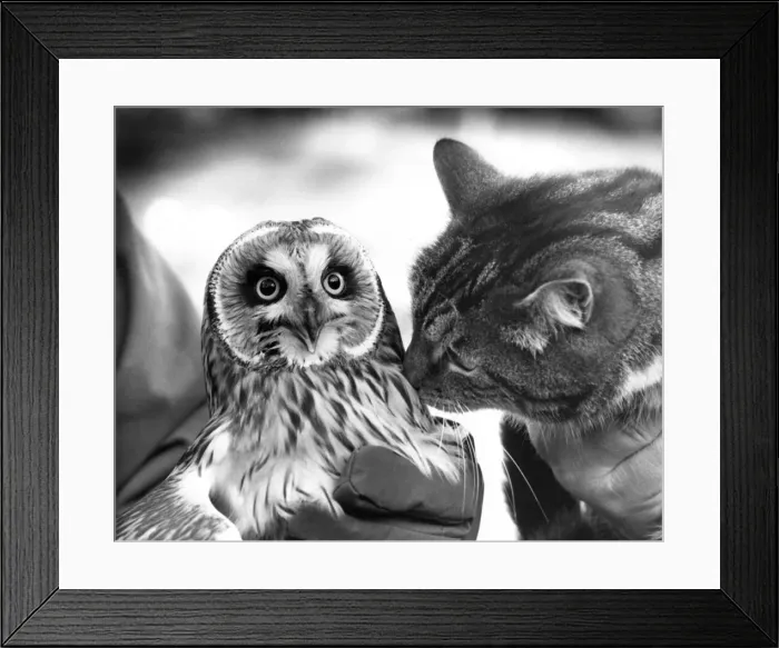 Framed Print : This Shor Eared Owl has made friends with this cat Framed Print : This Shor Eared Owl has made friends with this cat