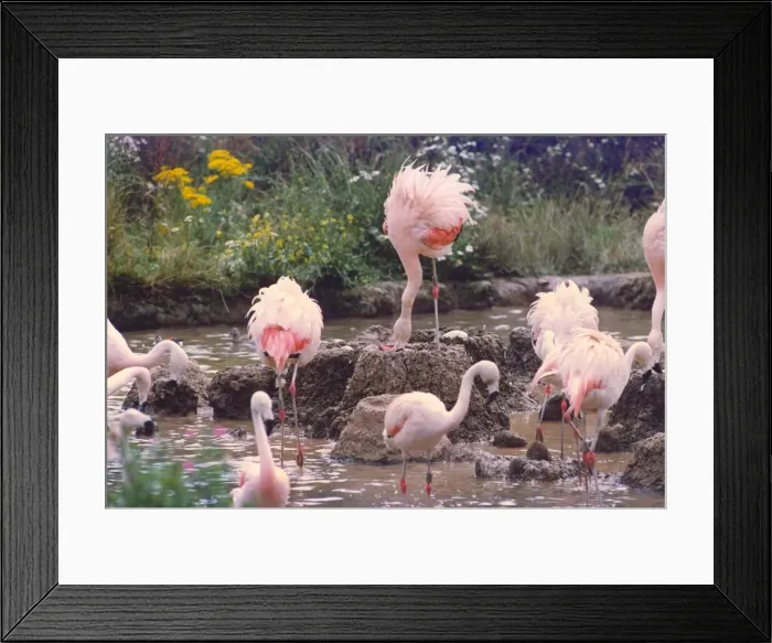 Framed Print : Flamingos building nests and looking after their chicks Framed Print : Flamingos building nests and looking after their chicks