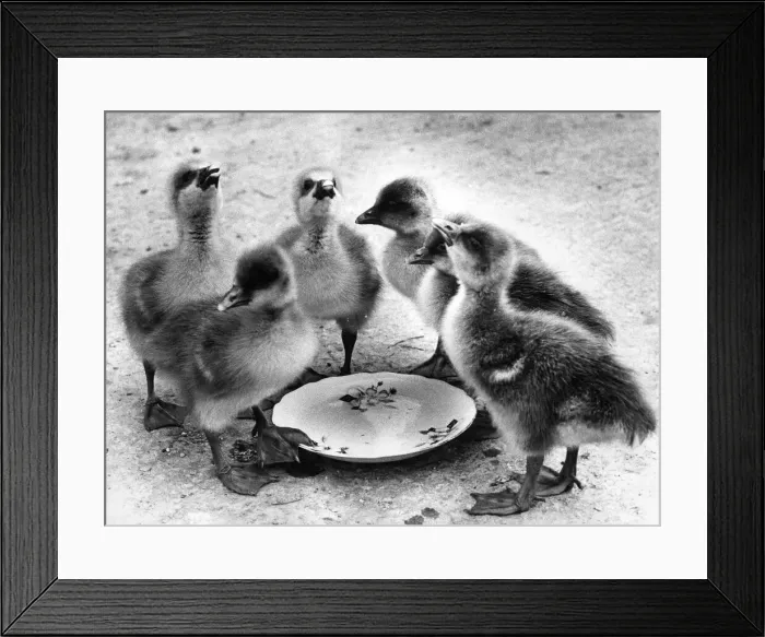 Framed Print : These young goslings are like Oliver Twist they want some more Framed Print : These young goslings are like Oliver Twist they want some more