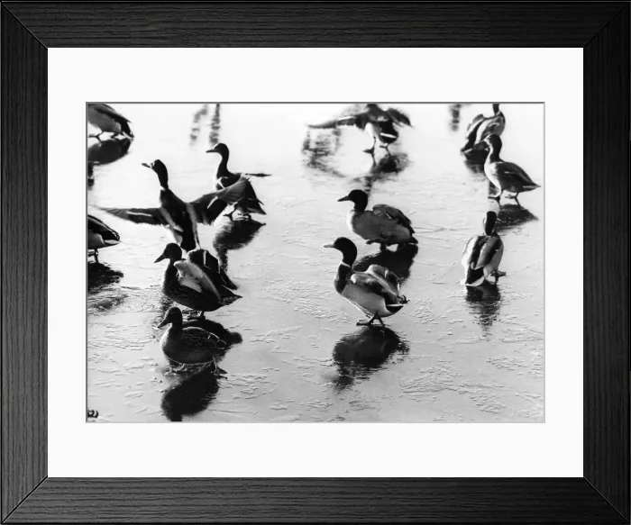Framed Print : These geese are trying to master the art of taking off and landing on ice Framed Print : These geese are trying to master the art of taking off and landing on ice