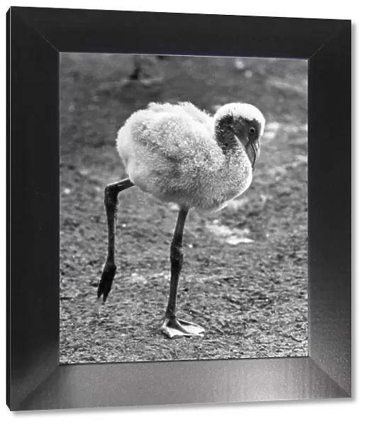 A very ugly young Flamingo