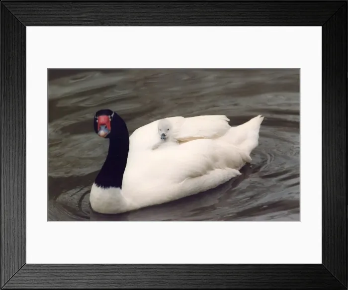 Framed Print : A black necked swan carries one of its cygnets on its back Framed Print : A black necked swan carries one of its cygnets on its back