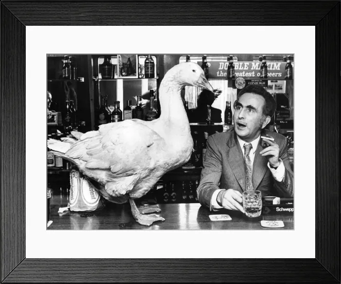 Framed Print : This goose likes a pint as well as the next man, but maybe he should buy his own
