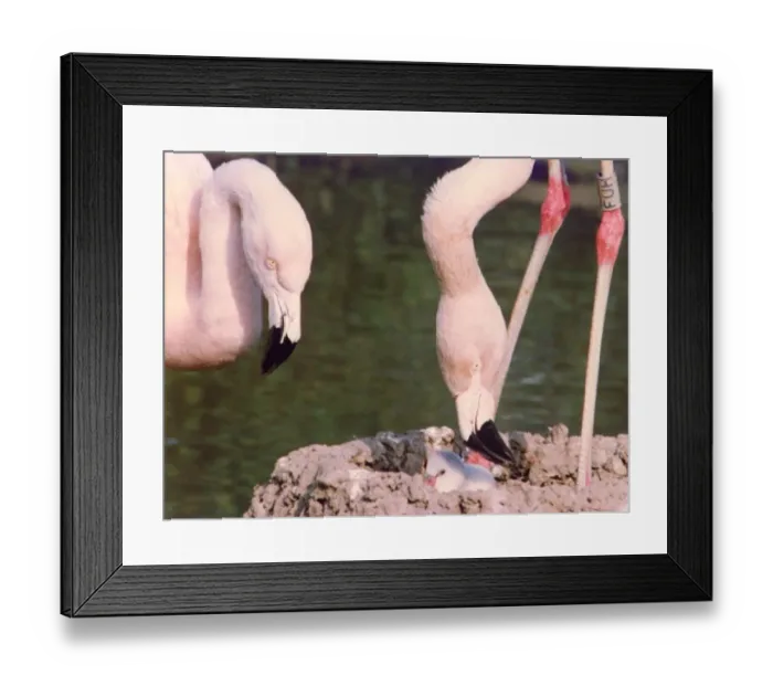 Framed Print : Flamingos building nests and looking after their chicks