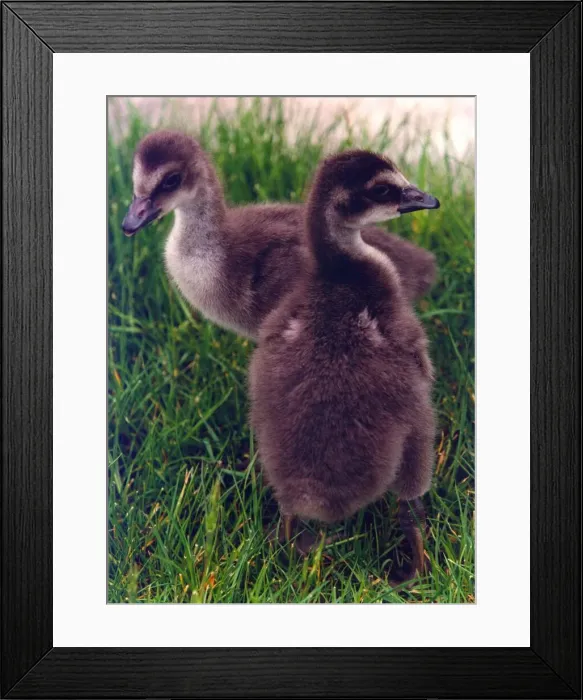 Framed Print : Two Hawaiian Geese goslings Framed Print : Two Hawaiian Geese goslings