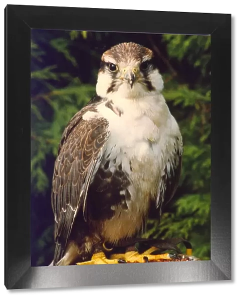 A Lugger Falcon bird of prey