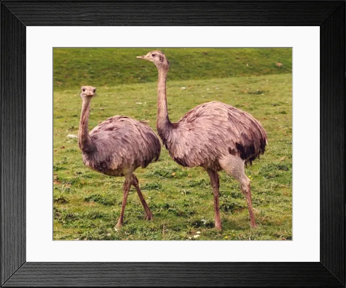 Framed Print : Two Emus Framed Print : Two Emus