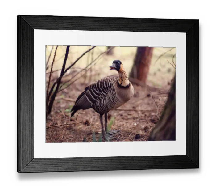 Framed Print : A Canadian Goose looking for the rest of the flock Framed Print : A Canadian Goose looking for the rest of the flock