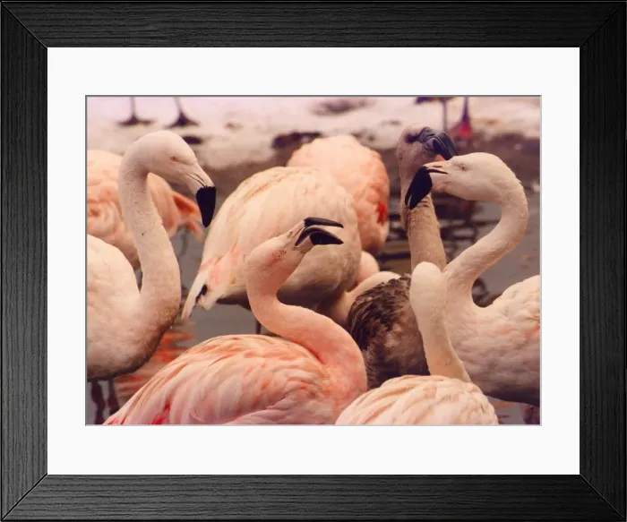 Framed Print : A young flamingo with grey plumage stands out amongst the pink elder ones Framed Print : A young flamingo with grey plumage stands out amongst the pink elder ones