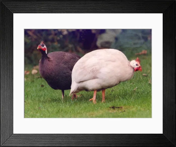Framed Print : Two Helmeted Guinea Fowl Framed Print : Two Helmeted Guinea Fowl