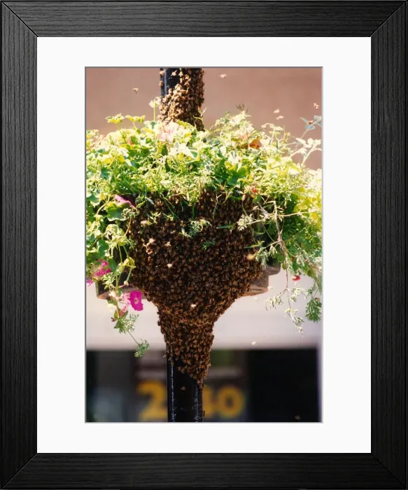 Framed Print : A swarm of bees attracted to a flower basket in Newcastle city centre Framed Print : A swarm of bees attracted to a flower basket in Newcastle city centre