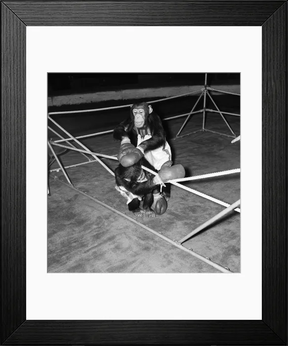 Framed Print : Chimps boxing match at Bertram Mills Circus 1955 aniimals unusual Framed Print : Chimps boxing match at Bertram Mills Circus 1955 aniimals unusual