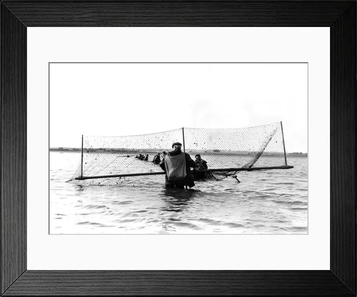 Framed Print : Fishermen catching salmon in their nets in 1955 Framed Print : Fishermen catching salmon in their nets in 1955
