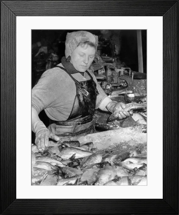 Framed Print : Fisherlass Millie Cardno from Fraserburgh feeds imported herring into a splitting machine