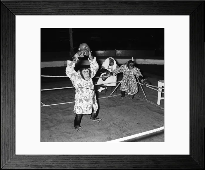 Framed Print : Chimps boxing match at Bertram Mills Circus 1955 aniimals unusual
