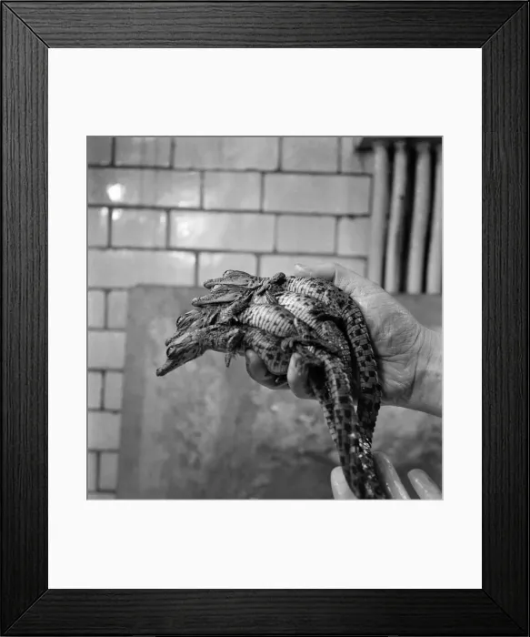 Framed Print : London Zoo. Newly hatched crocodile. December 1952 C5904-001