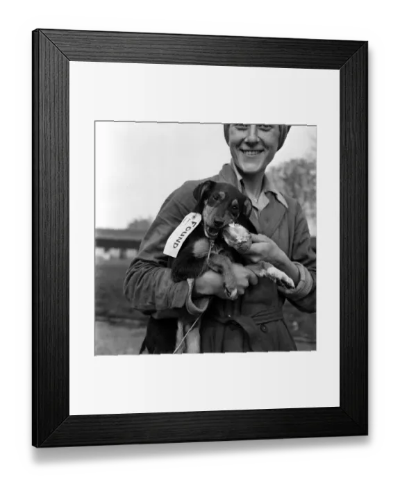 Framed Print : Lost dog eating bone at North London Home for lost dogs. October 1952 C5083 Framed Print : Lost dog eating bone at North London Home for lost dogs. October 1952 C5083