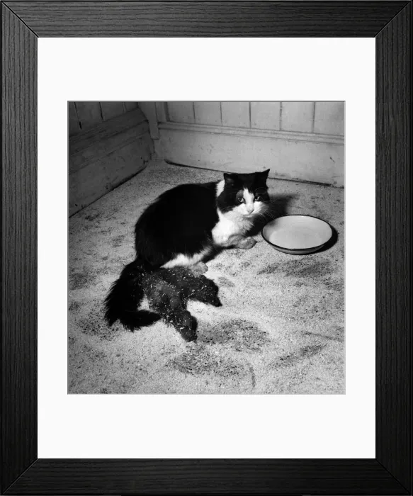 Framed Print : Cheeky'- Cat with three tails. October 1952 C4920-002 Framed Print : Cheeky'- Cat with three tails. October 1952 C4920-002