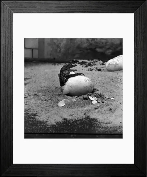 Framed Print : London Zoo. Crocodile Eggs. December 1952 C5904-001 Framed Print : London Zoo. Crocodile Eggs. December 1952 C5904-001