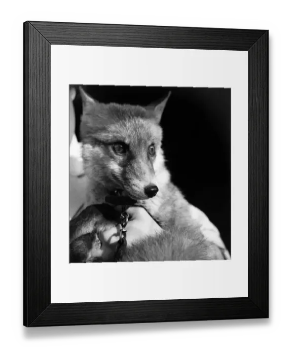 Framed Print : Miss Pat Ormond - P. D. S. A. and Red Fox Betsy'. October 1952 C5326-001 Framed Print : Miss Pat Ormond - P. D. S. A. and Red Fox Betsy'. October 1952 C5326-001