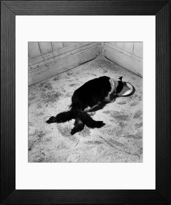 Framed Print : Cheeky'- Cat with three tails. October 1952 C4920