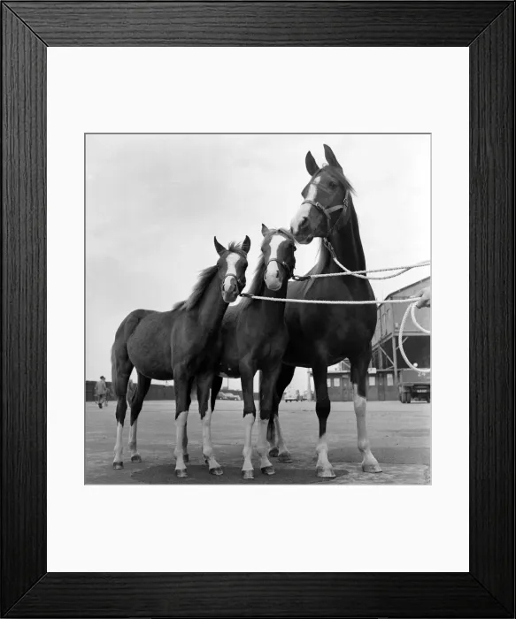 Framed Print : Horse of the year show, Harringay. October 1952 C4933